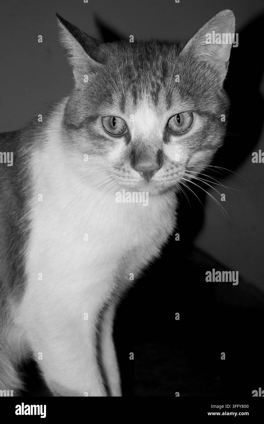 Drammatico ritratto in bianco e nero di un gatto tigrato con uno sguardo intenso e vigile. L'illuminazione ad alto contrasto evidenzia la texture del pelo e i baffi, evocando t Foto Stock