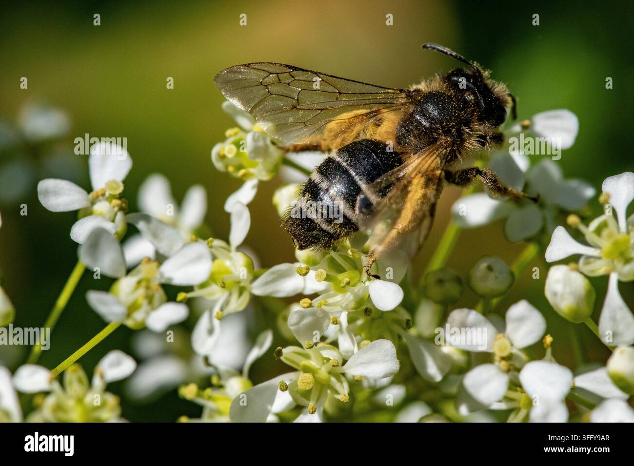 Ape sabbia o ape terra: Andrena flavipes in cerca di cibo Foto Stock