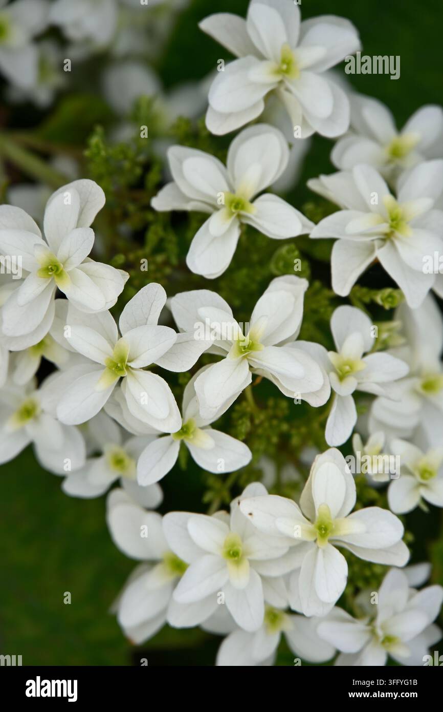 Fiori estivi bianchi dell'ortensia a foglie di quercia Hydrangea quercifolia, Hydrangea quercifolia Snowflake o Hydrangea quercifolia Brido UK giugno Foto Stock