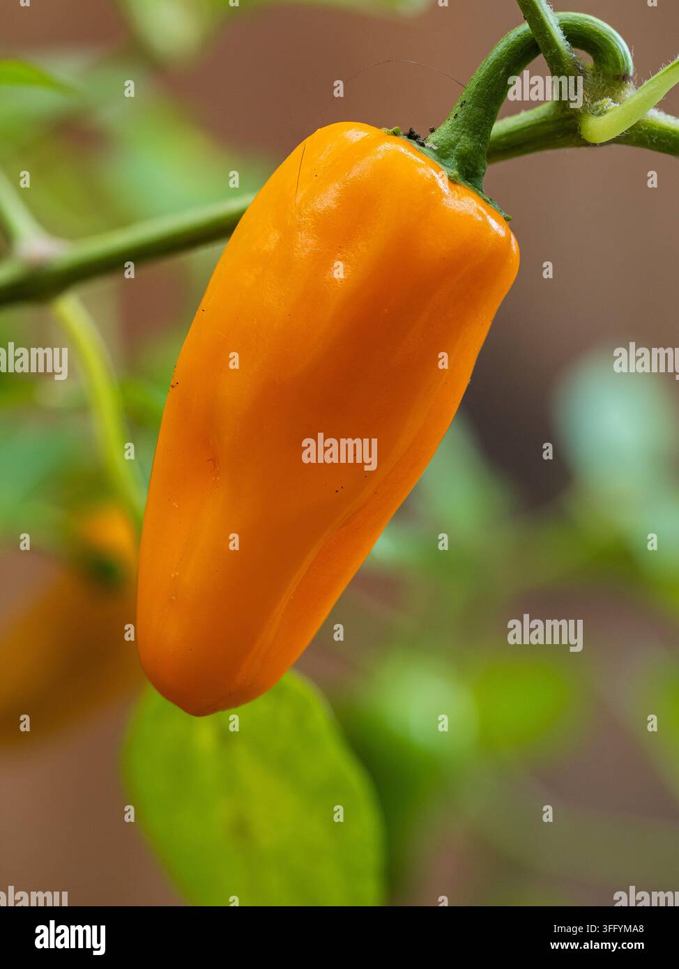 Frutto di pepe giallo maturo, Capsicum annuum 'Cheyenne', un ibrido F1 compatto Foto Stock