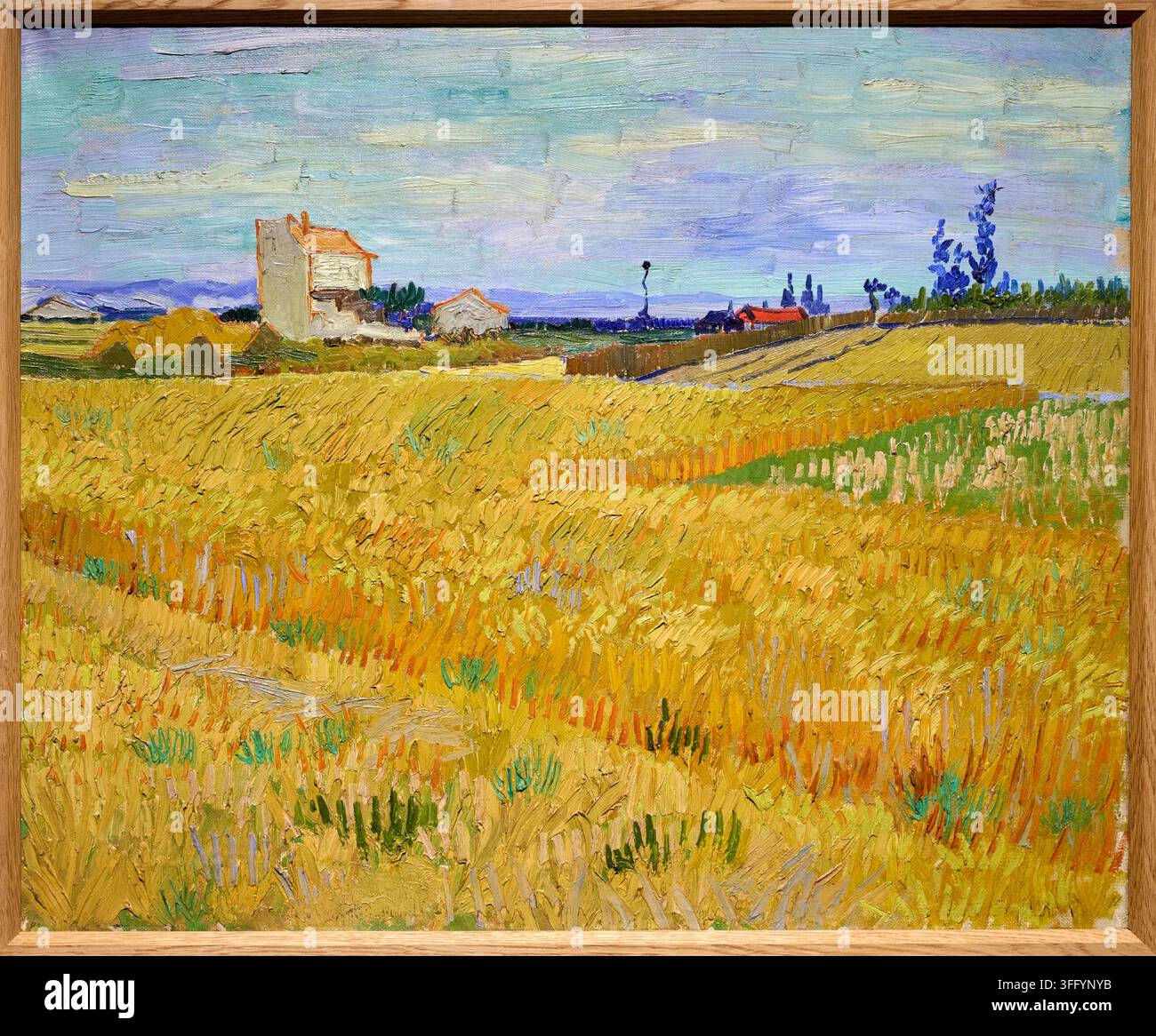 Campo di grano, 1888, Vincent van Gogh (1853-1890), Rijksmuseum, Amsterdam, Paesi Bassi Foto Stock