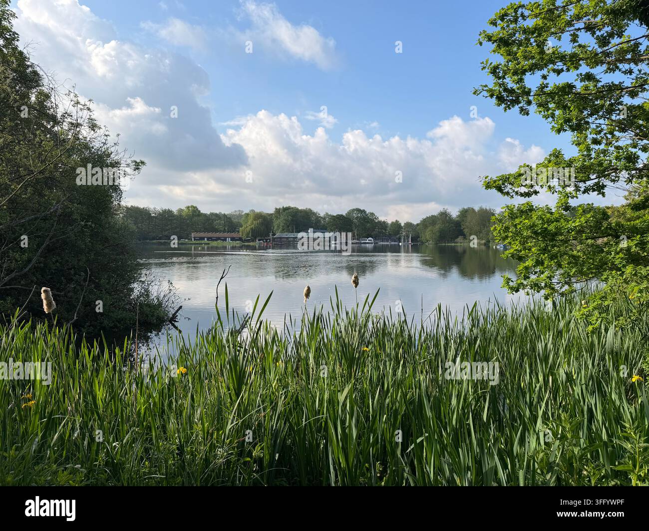 Lago presso Rickmansworth Aquadrome circondato da canne e alberi in una giornata di primavera soleggiata, Rickmansworth, Hertfordshire, Inghilterra, Regno Unito - Immagine stock catturata con smartphone