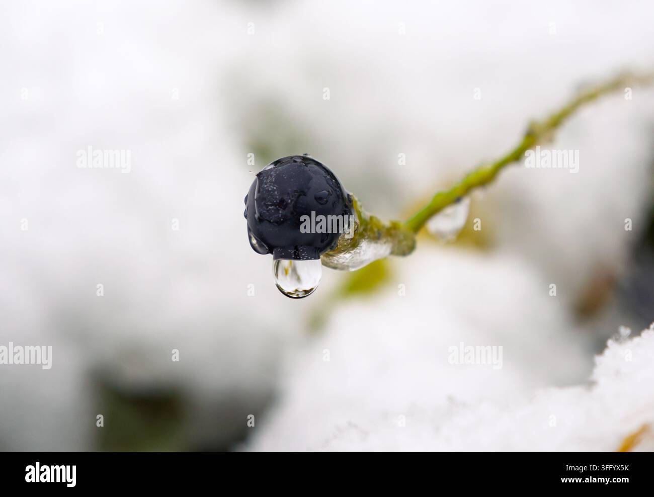 Bacca scura aggrappata a uno stelo con una goccia d'acqua chiara, coperta di neve e ghiaccio sciolti in inverno Foto Stock