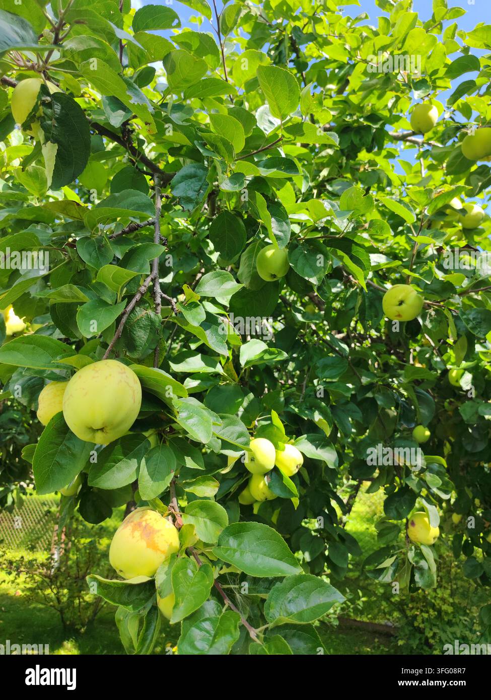 Mele verdi mature che crescono su un melo in un giardino soleggiato, che mostrano frutta fresca di stagione e abbondanza naturale Foto Stock