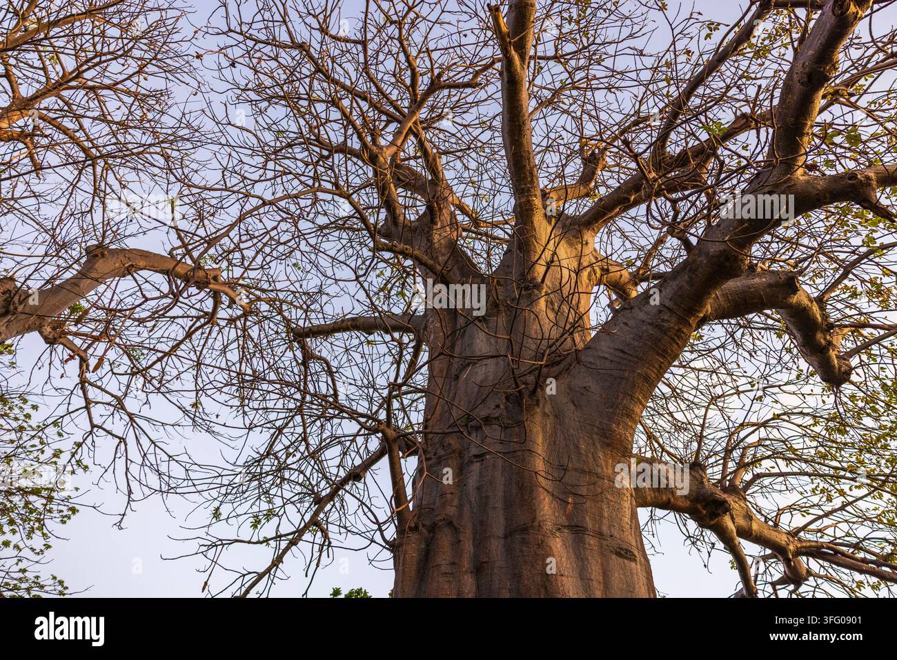 Prima vista di un massiccio baobab africano con rami distesi nel Collins Park, Miami Beach. USA. Foto Stock