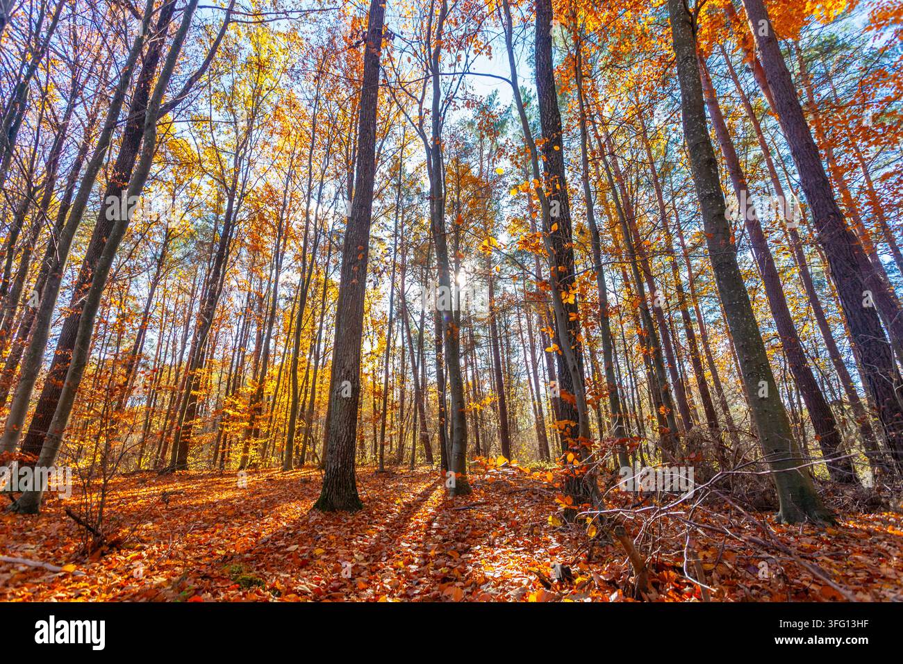 Il sole nella foresta autunnale, giornata soleggiata Foto Stock
