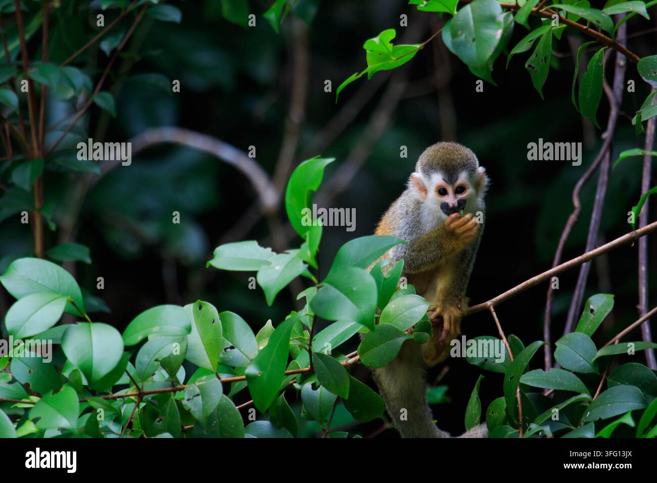 Scimmia squinzano dell'America centrale nella foresta pluviale del Costa Rica Foto Stock