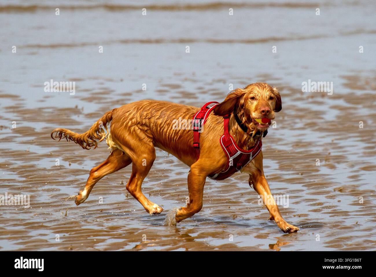 Un Golden Cocker Spaniel atletico e bagnato con un'imbracatura rossa corre sulle spiagge di sabbia mentre recupera una palla gialla in una giornata di sole. Southport, Regno Unito. Foto Stock