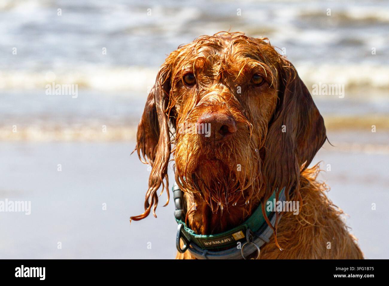 Un Wirehaired Vizsla zenzero, arruffato e bagnato, con collare e targhetta identificativa, posa vicino all'acqua in una giornata di sole. Southport, UK. Foto Stock