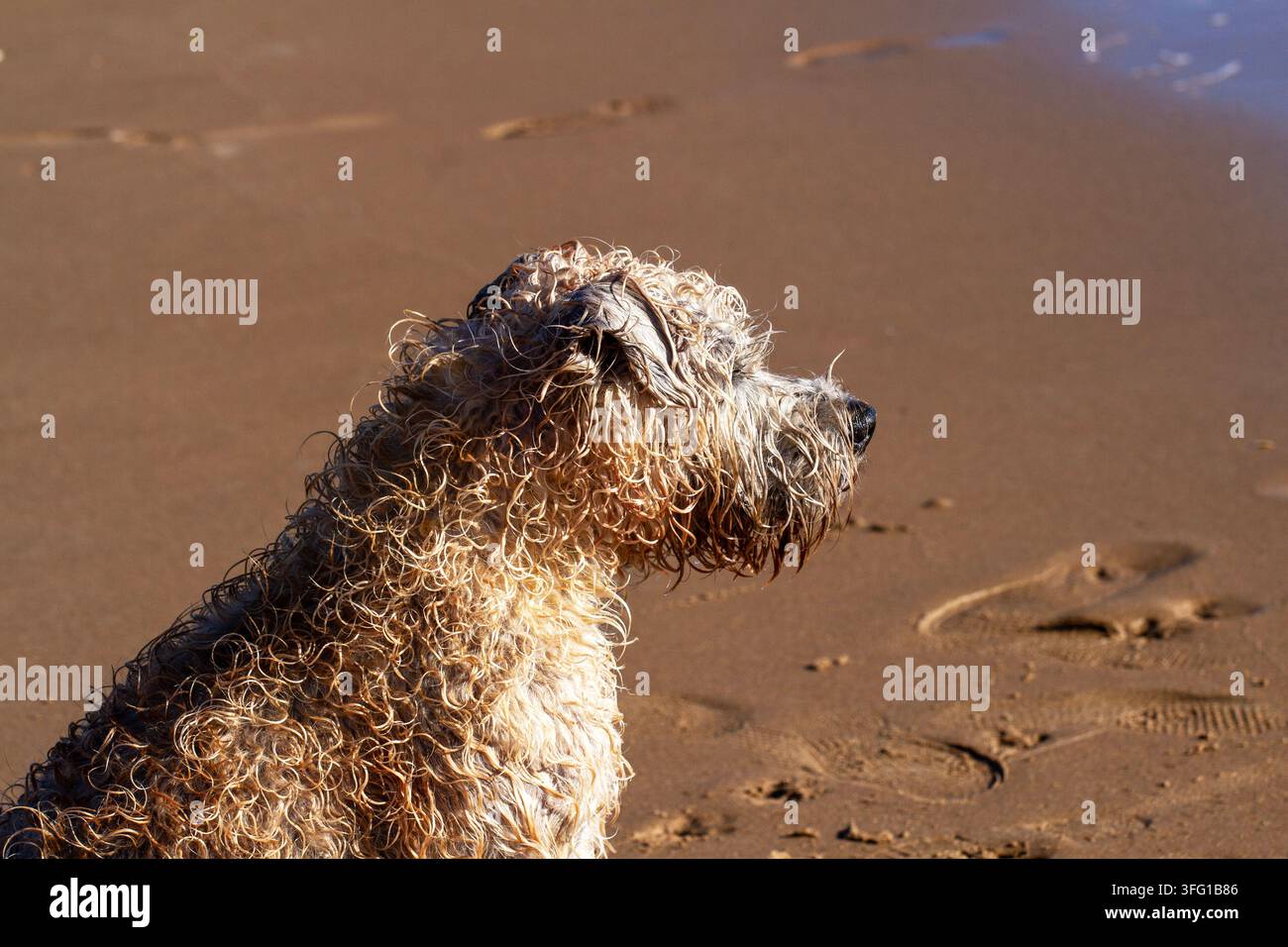 Un primo piano di profilo di un cane dal pelo riccio e bagnato, simile a un Soft-coated Wheaten Terrier, che guarda oltre una spiaggia sabbiosa. Southport, UK. Foto Stock