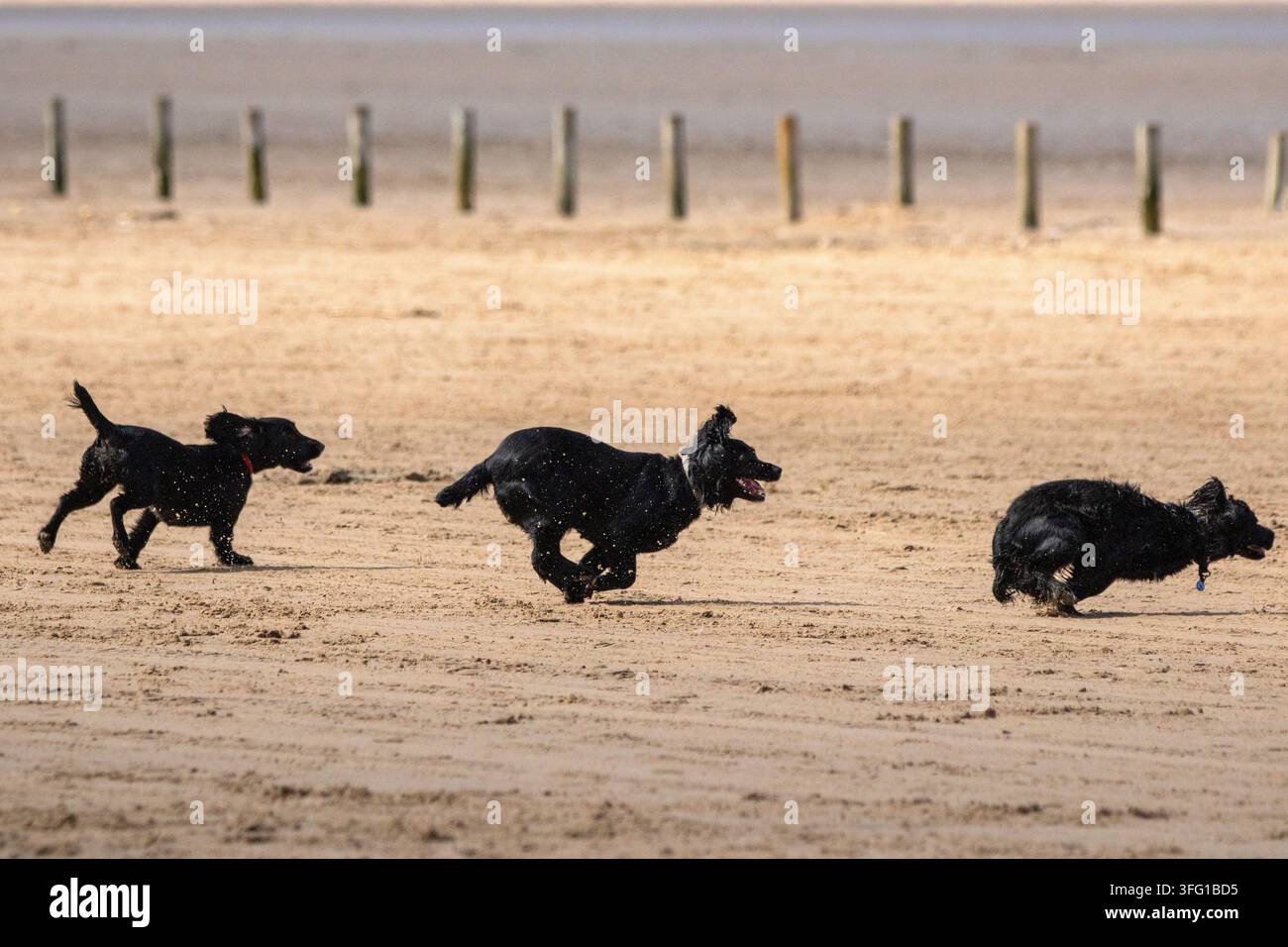 Tre energici Cocker Spaniel neri corrono a tutta velocità su una vasta spiaggia sabbiosa in una giornata di sole. Southport, UK. Foto Stock