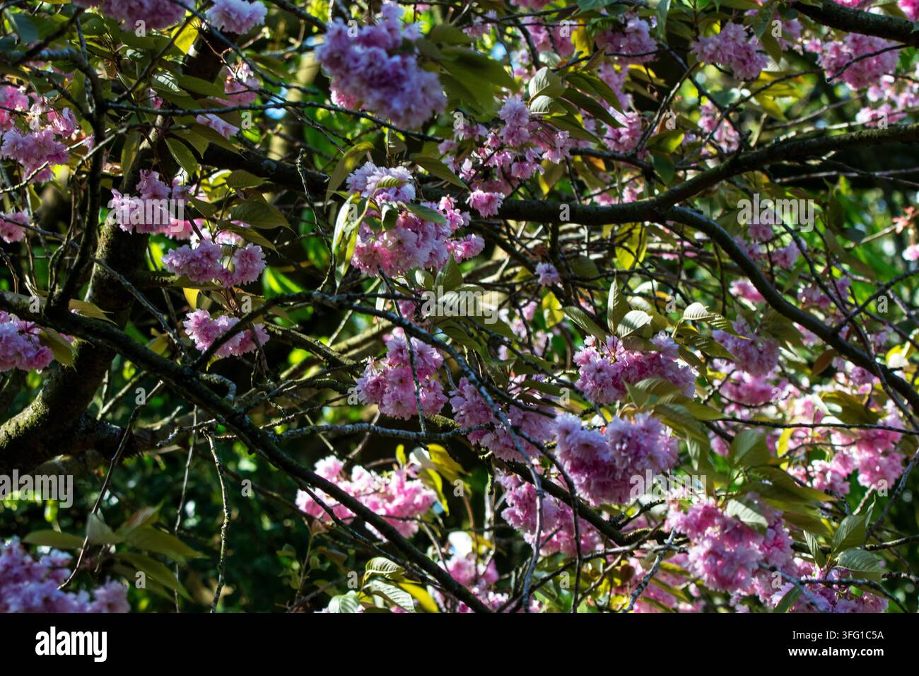 Fitte grappoli di fiori di ciliegio Kanzan rosa in fiore su rami con foglie verde bronzo emergenti in un parco boschivo soleggiato. Southport, UK. Foto Stock