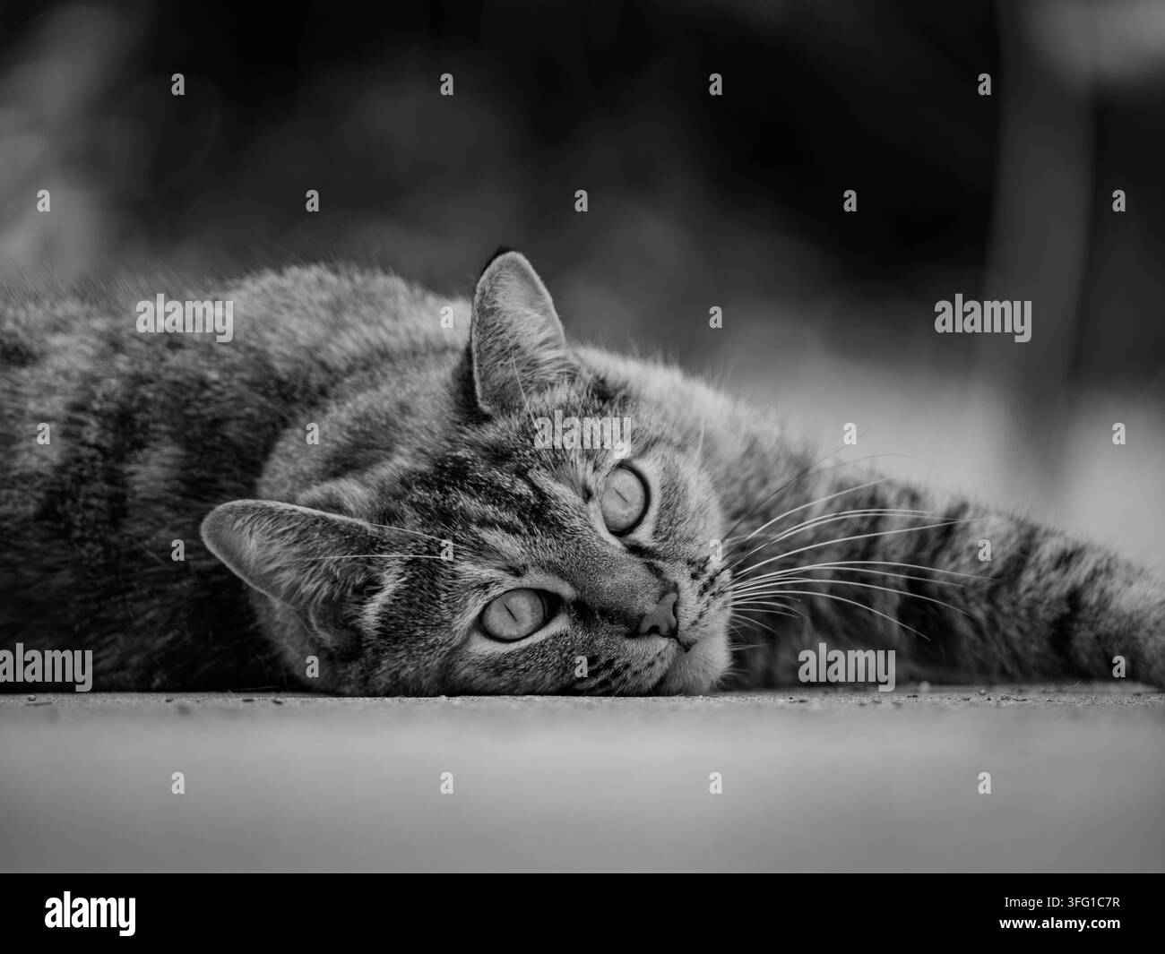 Un gatto tigrato giace di lato all'aperto in bianco e nero Foto Stock