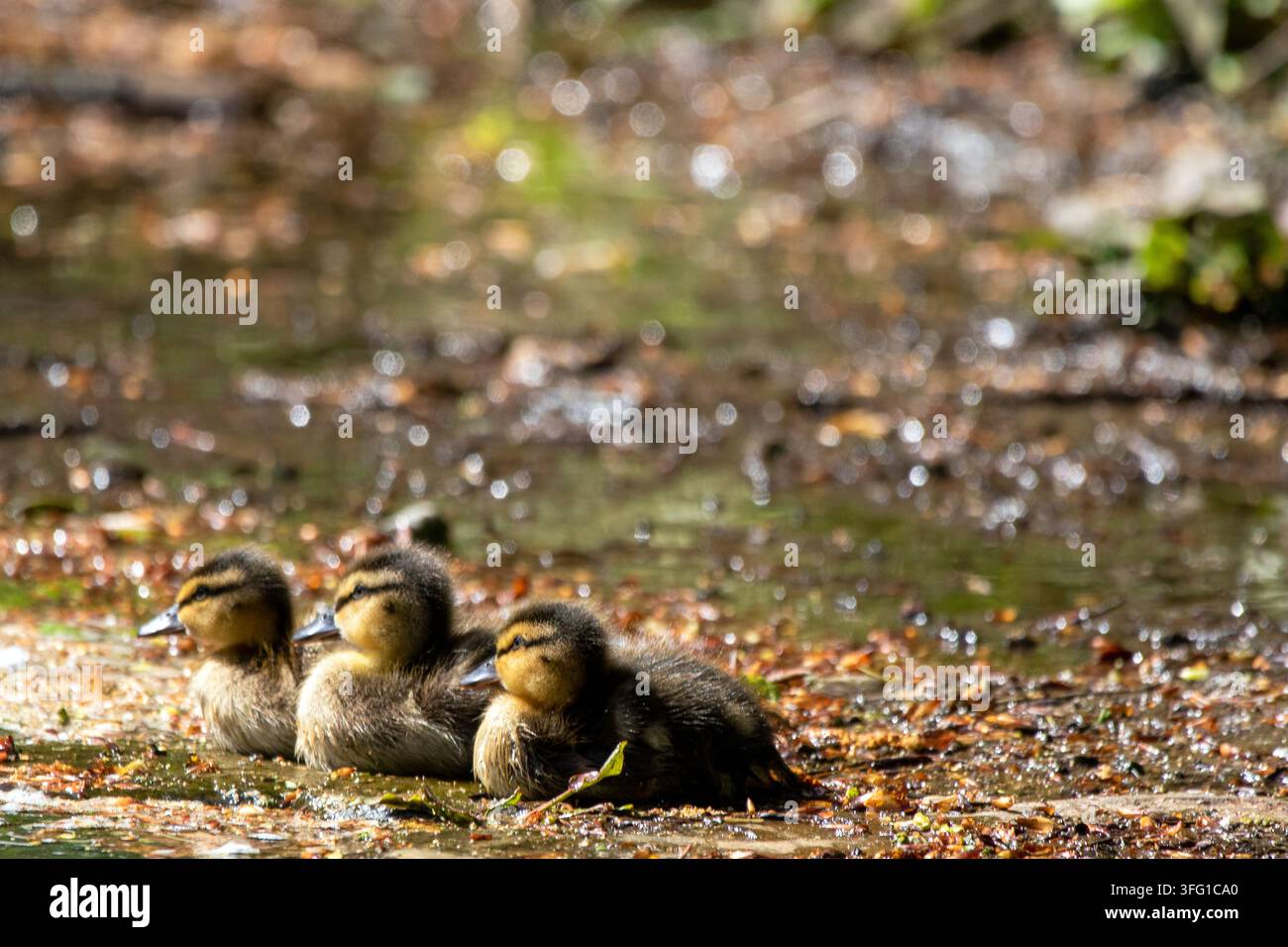Tre piccoli anatroccoli paffuti accovacciati stretti tra loro sul bordo fangoso di uno stagno. Southport, UK. Foto Stock