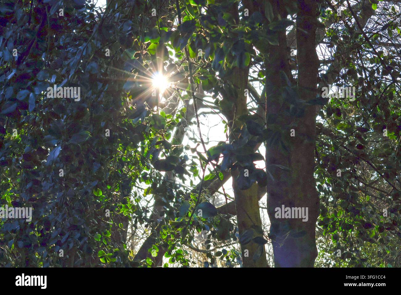 Sole luminoso d'inverno che irrompe attraverso la fitta vegetazione di agrifoglio e edera verde in un'area boschiva dei giardini botanici di Churchtown a Southport, Regno Unito. Foto Stock