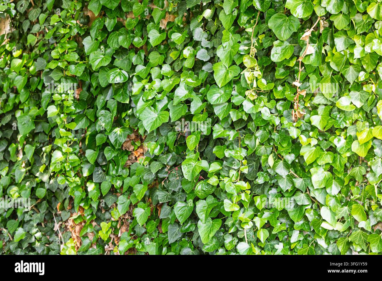 Edera verde fitta che copre una superficie verticale, con foglie lucide a forma di cuore e viti rampicanti intrecciate che formano uno sfondo ricco e naturale con texture Foto Stock