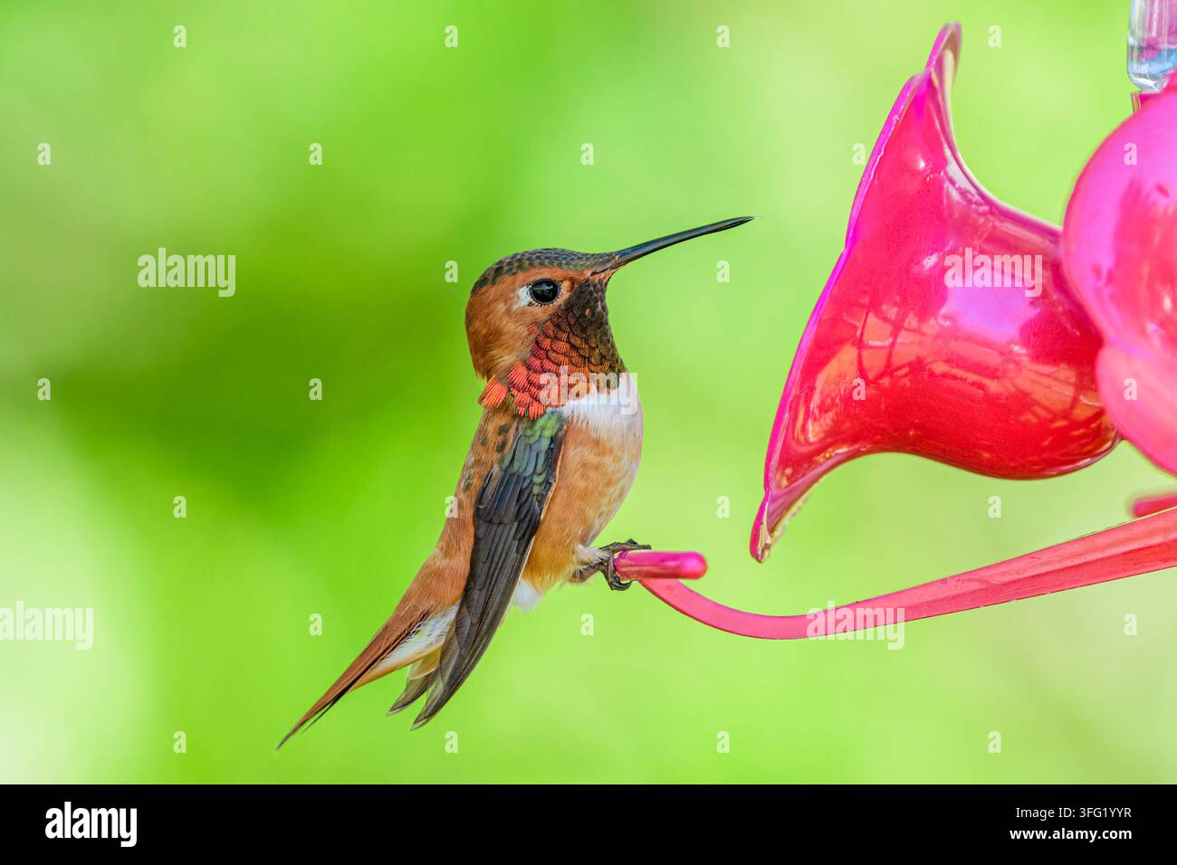 Colibrì rosso, Selasphorus rufus, a una mangiatoia, George C. Reifel Migratory Bird Sanctuary, Delta, British Columbia, Canada Foto Stock