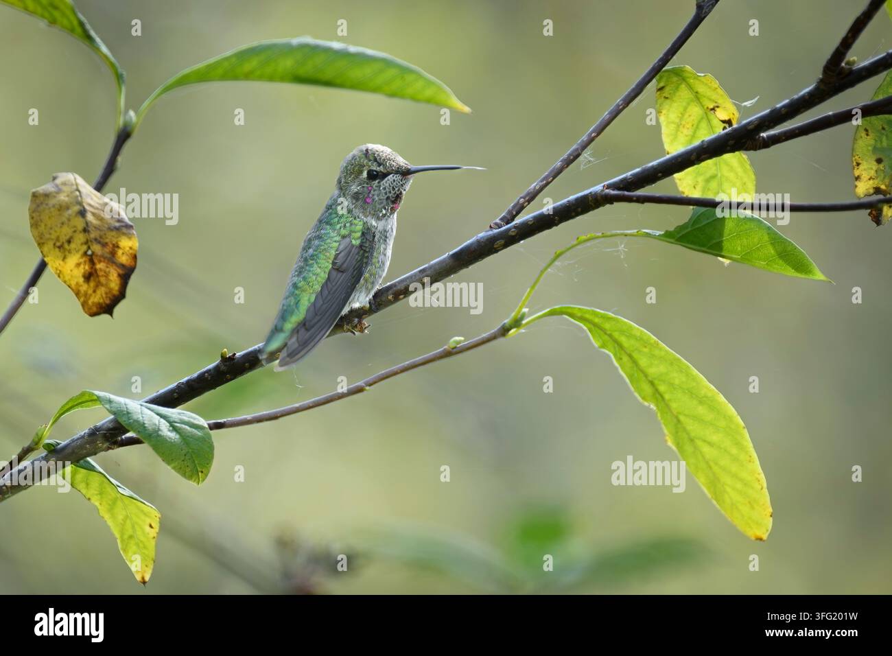 Maschio giovane Colibrì di Anna, Calypte anna, Santuario per uccelli migratori George C. Reifel, Delta, British Columbia, Canada Foto Stock