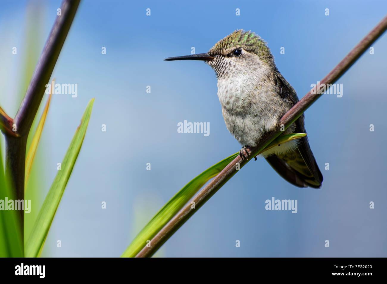 Il colibrì di Anna, Calypte anna, Vancouver, British Columbia, Canada Foto Stock