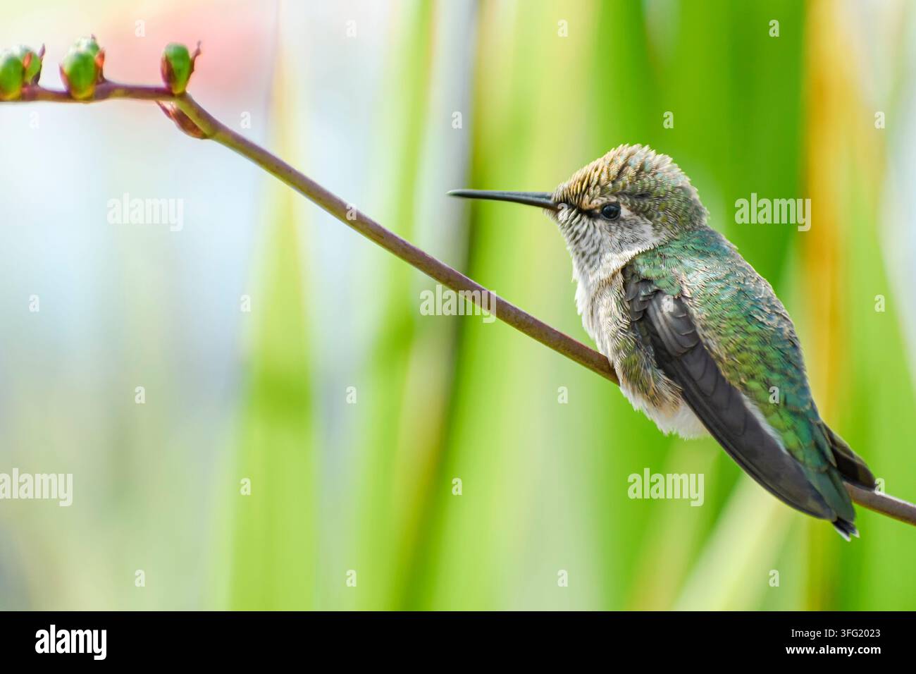 Il colibrì di Anna, Calypte anna, Vancouver, British Columbia, Canada Foto Stock