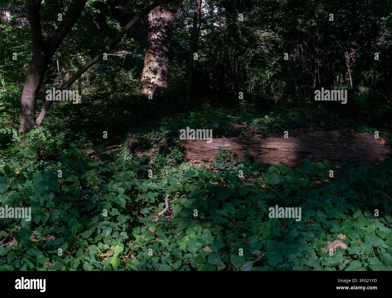 Un suolo boschivo ombreggiato densamente coperto di sottobosco verde, incluso il fogliame che Foto Stock