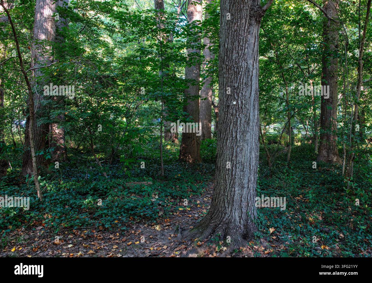 Una rigogliosa foresta decidua verde con un fitto sottobosco, alberi maturi e un tronco caduto sul terreno della foresta bagnato da una luce solare screziata Foto Stock