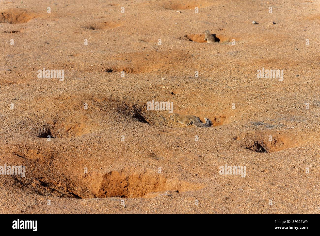 Scoiattolo terraguolo del Capo (Xerus inauris) nel suo sistema di tane nel deserto del Namib in Namibia. Foto Stock