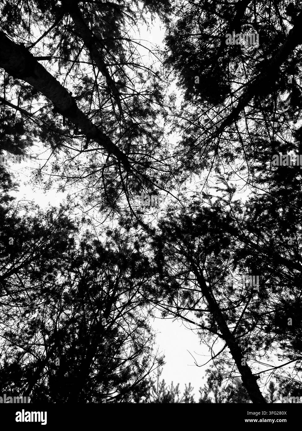 La chioma degli alti pini si protende verso il cielo luminoso in una veduta a bassa angolazione. Il contrasto monocromatico evoca solitudine e un'atmosfera misteriosa della foresta. Foto Stock