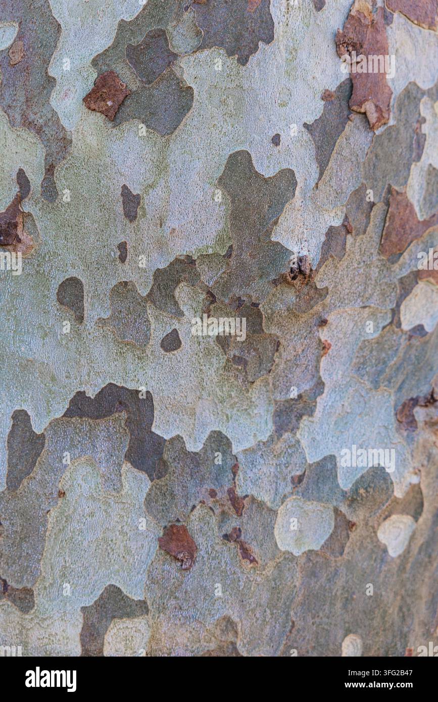 Textura della corteccia di un platano per sfondi e decorazione Foto Stock