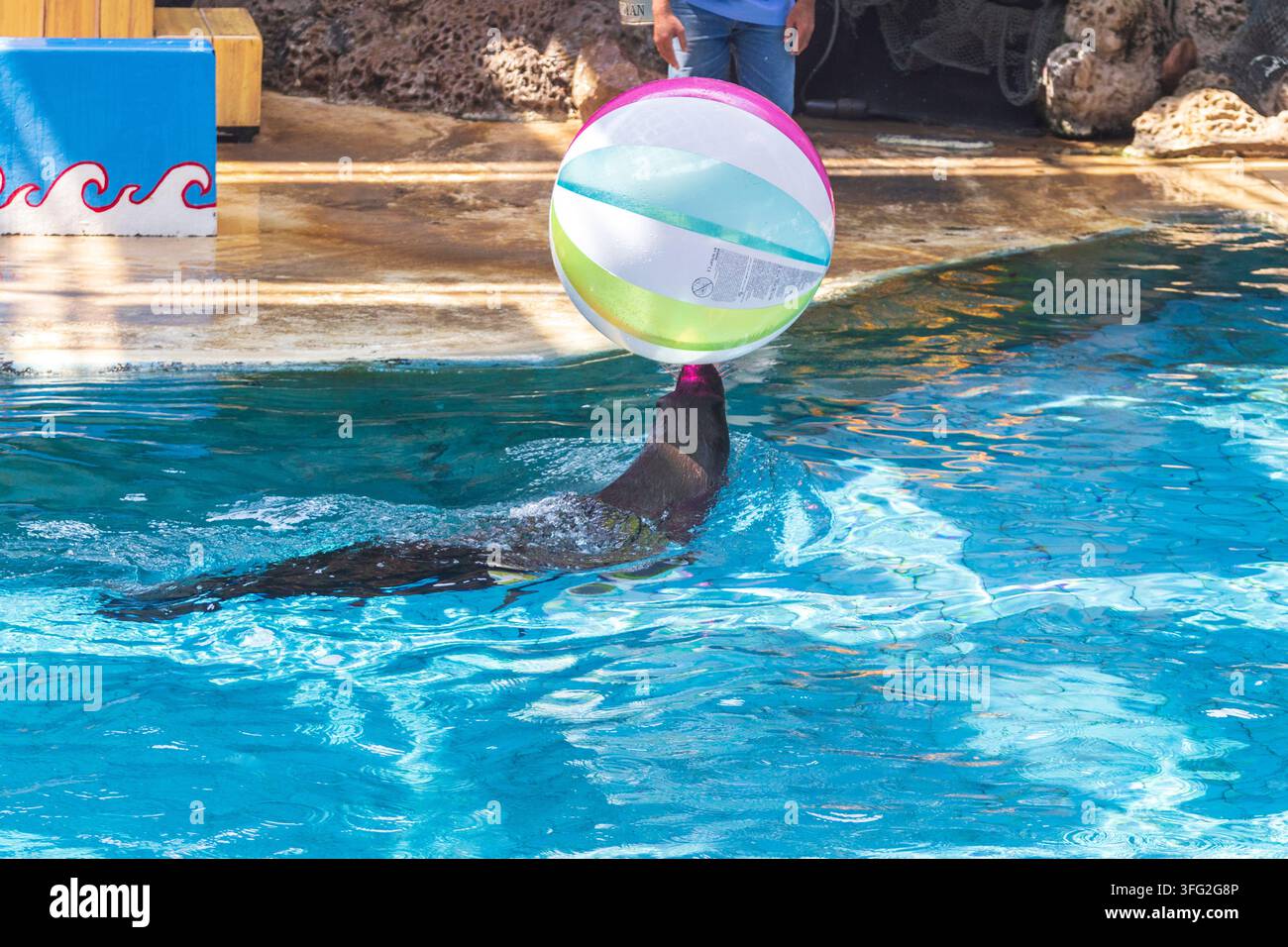 Un leone marino bilancia una pila colorata di palline gonfiabili mentre diversi altri leoni marini nuotano in una piscina di performance blu brillante. Foto Stock