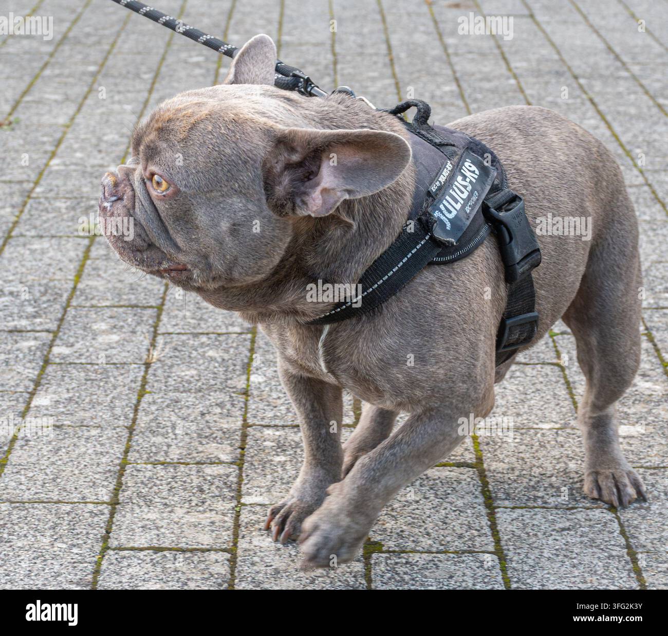 Bouledogue francese, razza di cane suscettibile a vari problemi di salute a causa dell'allevamento per il suo caratteristico viso piatto e le rughe cutanee. Foto Stock