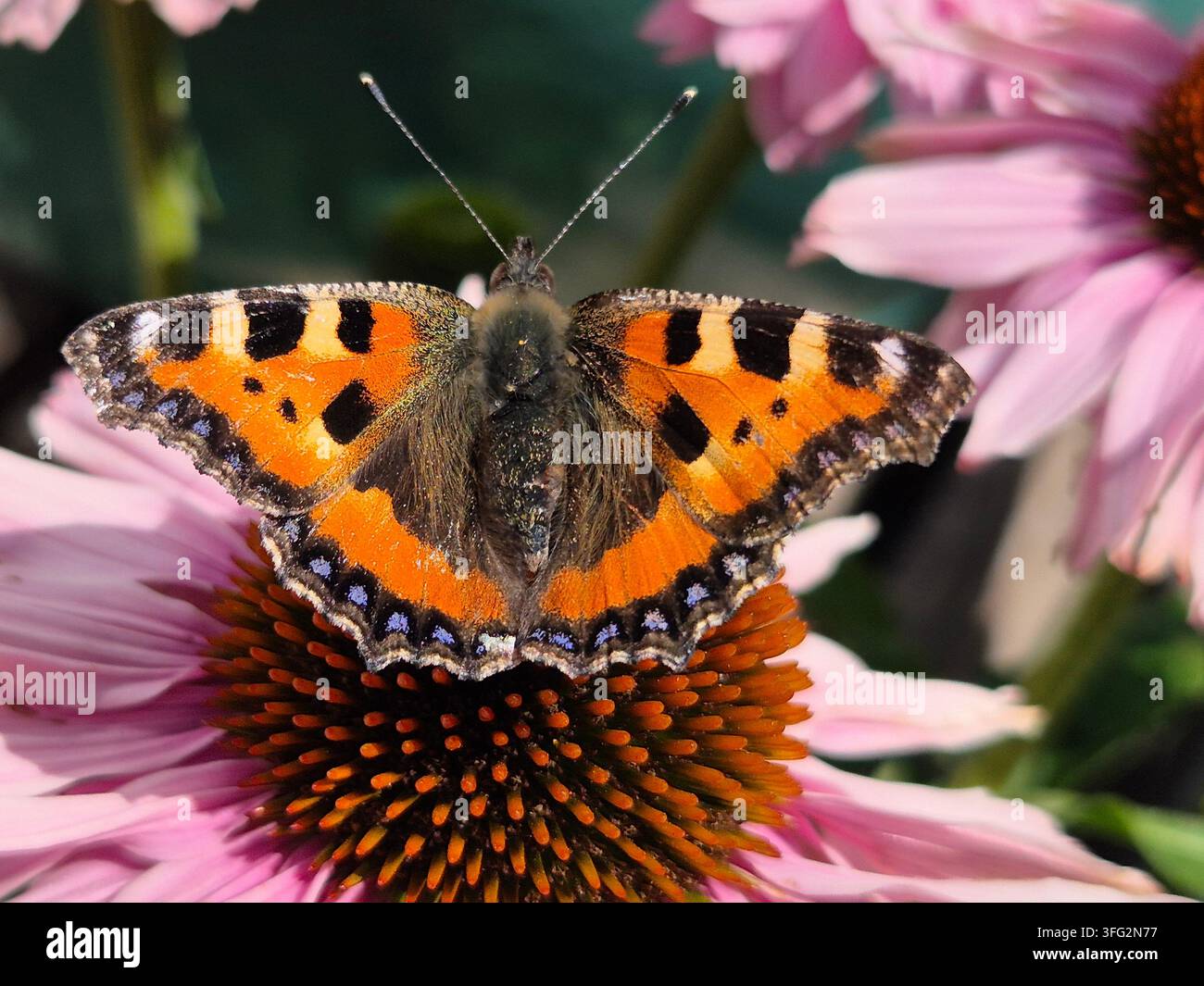 Piccola farfalla con ali maculate (Aglais urticae) con le ali aperte su un fiore di Echinacea rosa Foto Stock