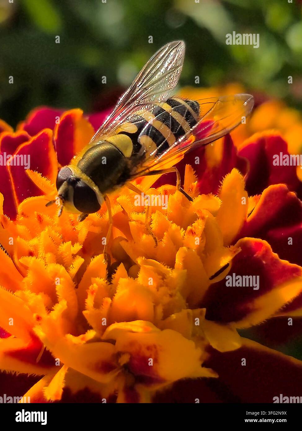 Mosca hover che si nutre di un fiore di tagete arancione e rosso in un giardino Foto Stock