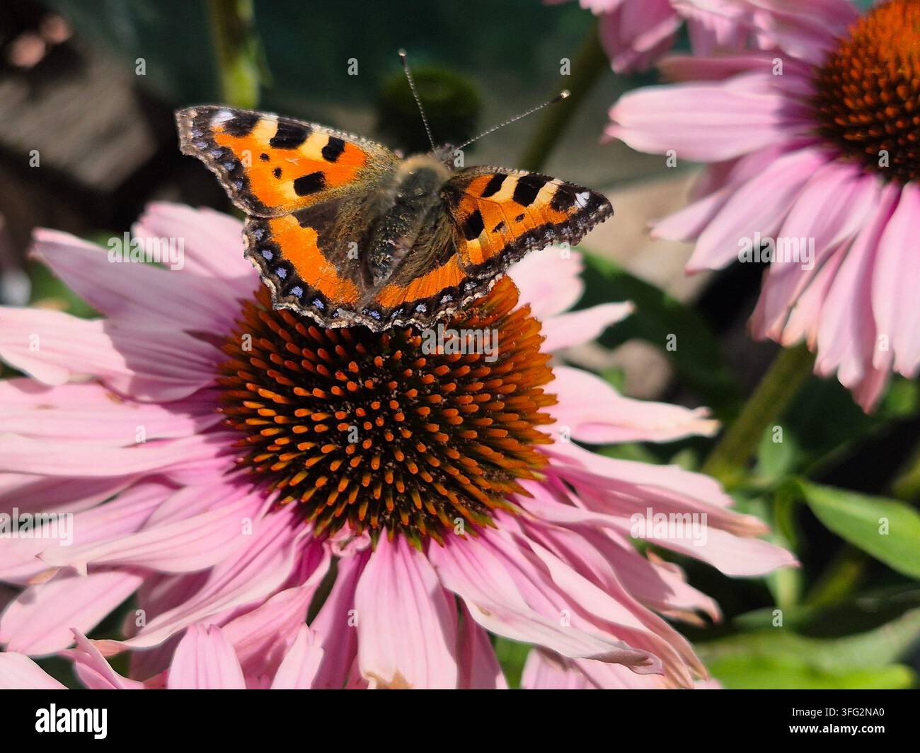 Piccolo farfalla dal mantello a tartarugato (Aglais urticae) che si nutre di un fiore di Echinacea rosa - Immagine stock catturata con smartphone