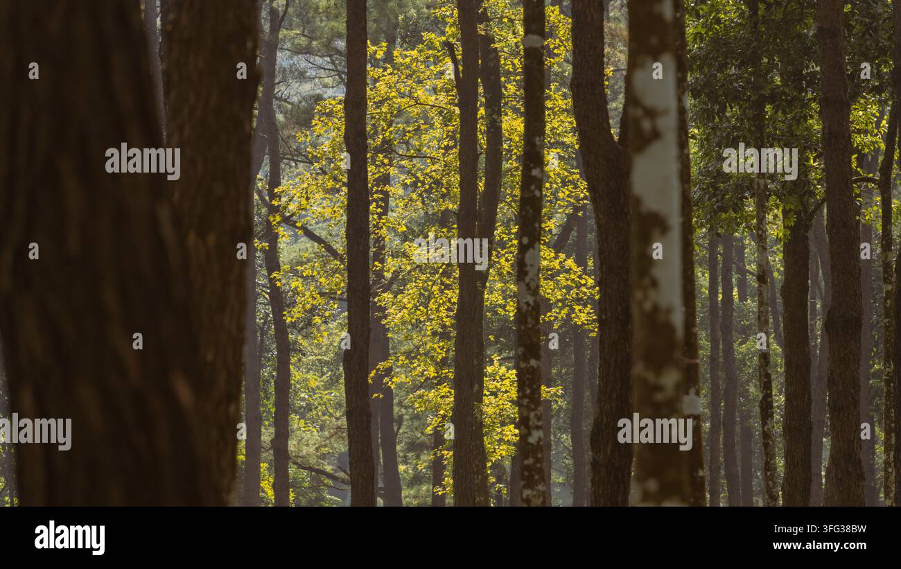 Interno di una foresta di pini suggestiva con ombre screziate, Ba Vi, Hanoi, Vietnam Foto Stock