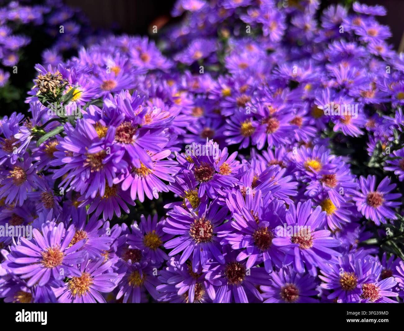 Un vivace gruppo di fiori di aster viola che si crogiolano alla luce del sole, mostrando petali delicati e centri giallo brillante Foto Stock