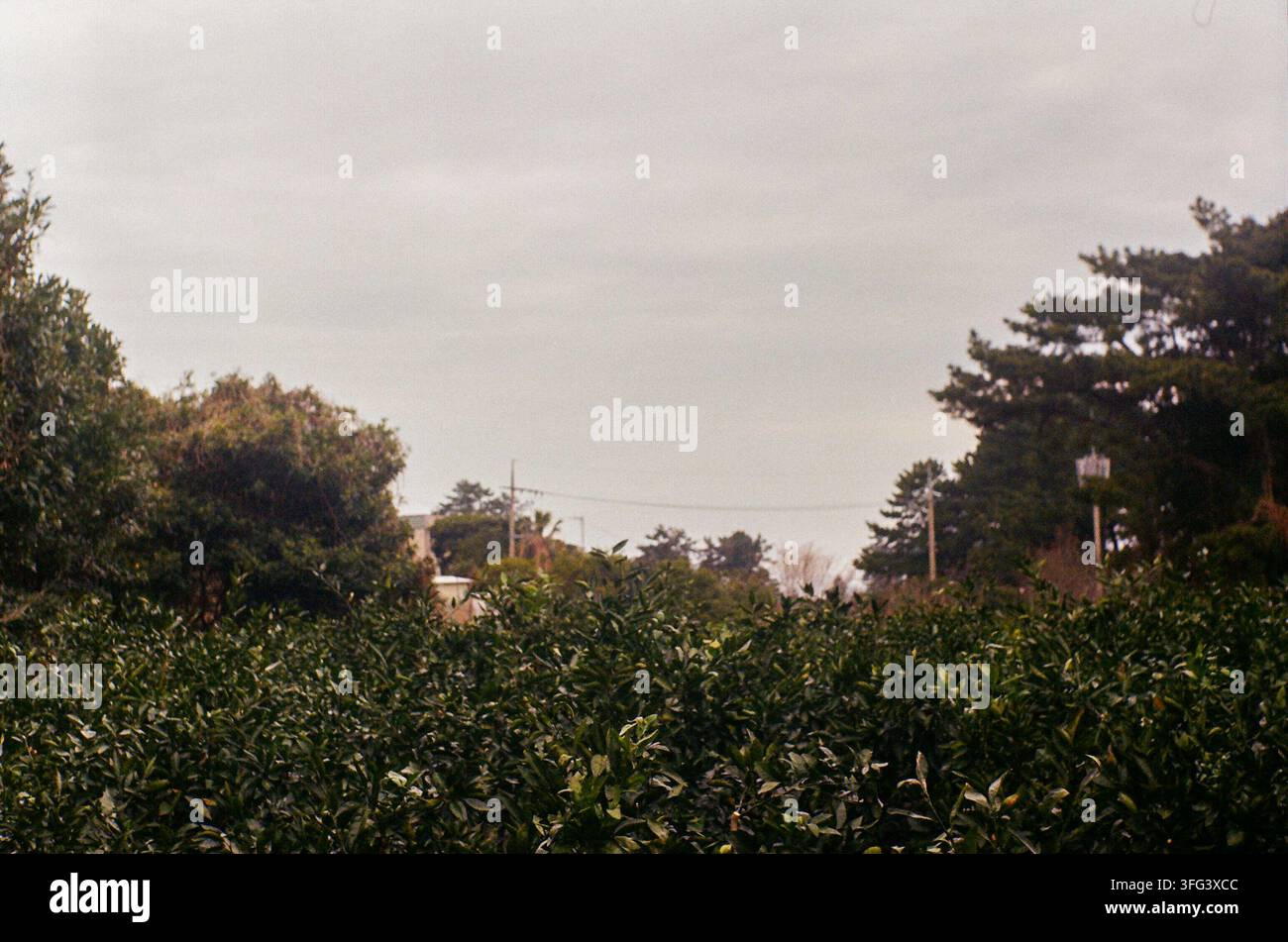 Azienda agricola di agrumi verdi sotto un cielo nuvoloso Foto Stock