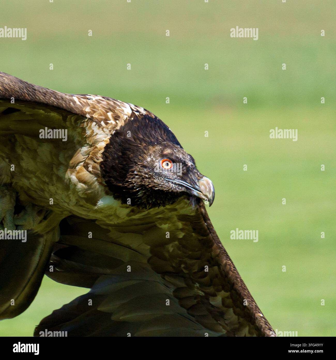 Una fotografia naturalistica in primo piano di un avvoltoio barbuto subadulto (Gypaetus barbatus) che vola veloce e si inclina a mezz'aria su un'area erbosa verde. Foto Stock