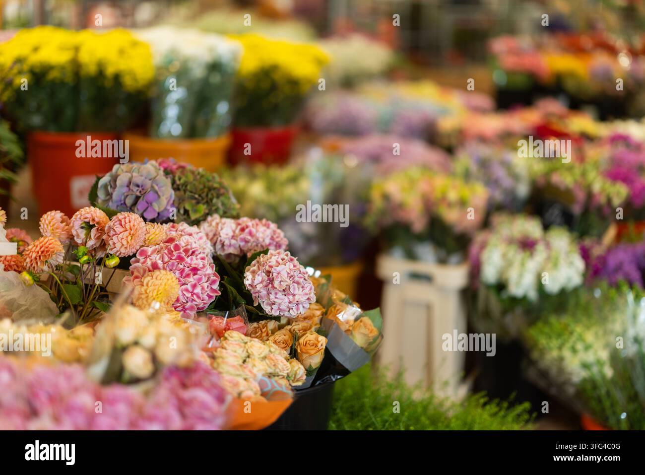 Vetrina nel negozio di fiori, mazzi di ortensie di fiori recisi, dalie Foto Stock