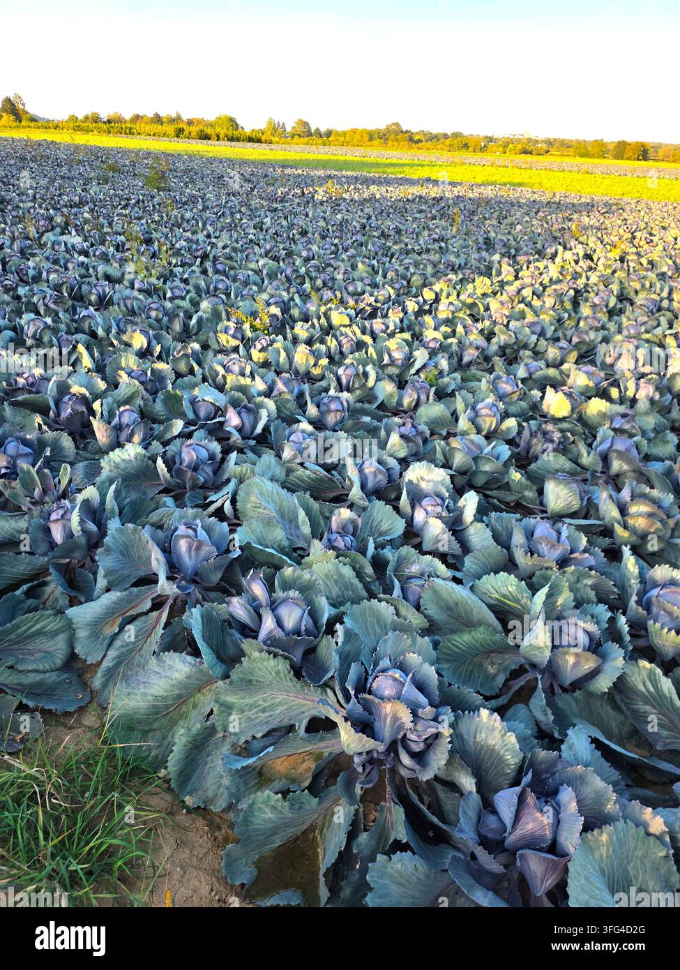 Paesaggio bellissimo con campi di cavolo rosso molto grandi nel sud della Germania - Immagine stock catturata con smartphone