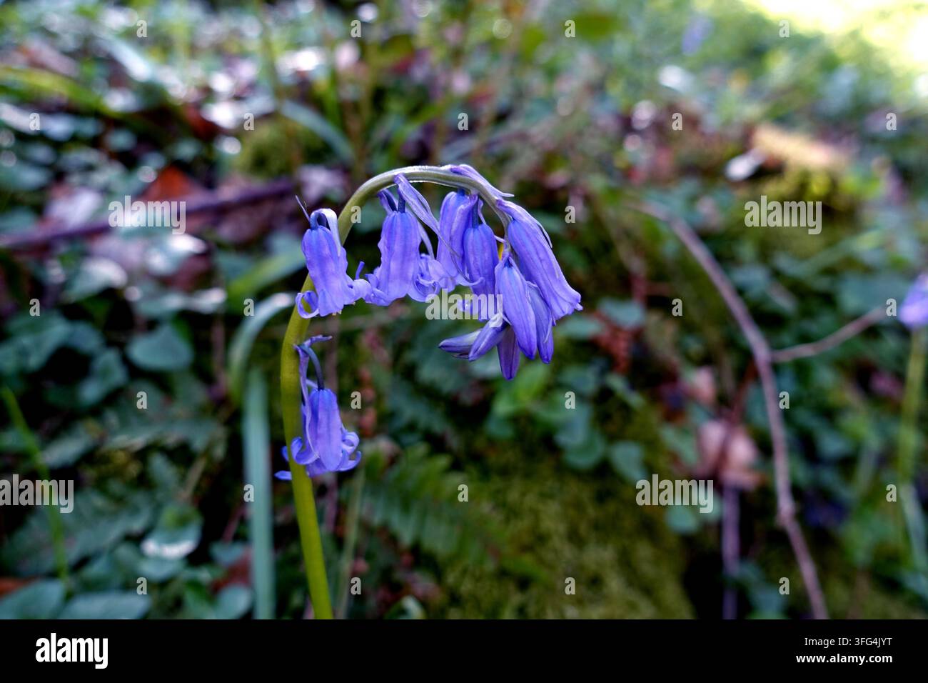 Campanelle selvatiche comuni (Hyacinthoides non-scripta) lungo il sentiero a Strid Wood, Bolton Abbey Estate a Wharfedale, Yorkshire Dales, Inghilterra, Regno Unito.. Foto Stock
