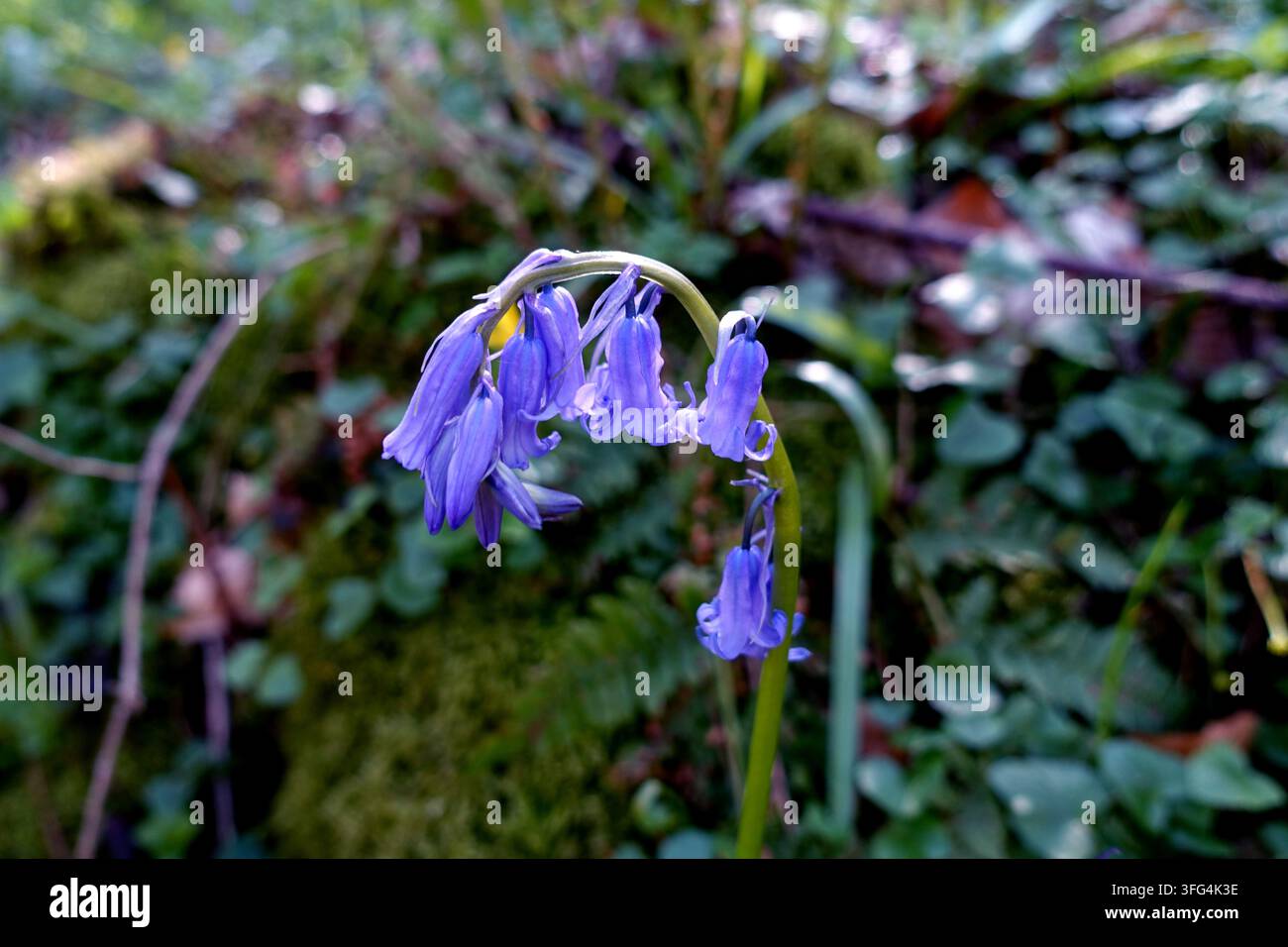 Campanelle selvatiche comuni (Hyacinthoides non-scripta) lungo il sentiero a Strid Wood, Bolton Abbey Estate a Wharfedale, Yorkshire Dales, Inghilterra, Regno Unito.. Foto Stock