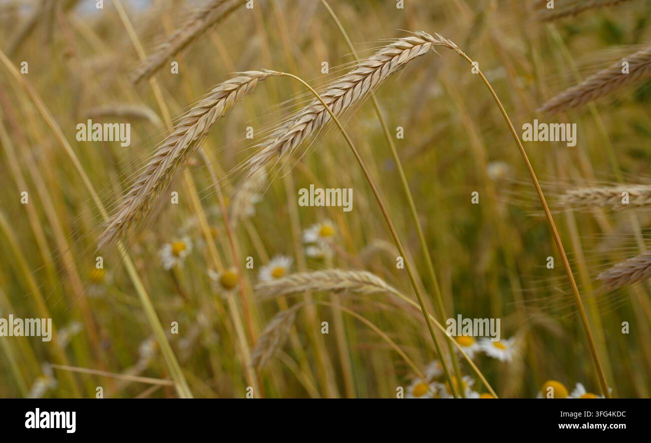 Primo piano di spighe di segale mature (Secale cereale) che si piegano con grazia in un campo estivo, circondate da erbe e margherite bianche sparse. Foto Stock