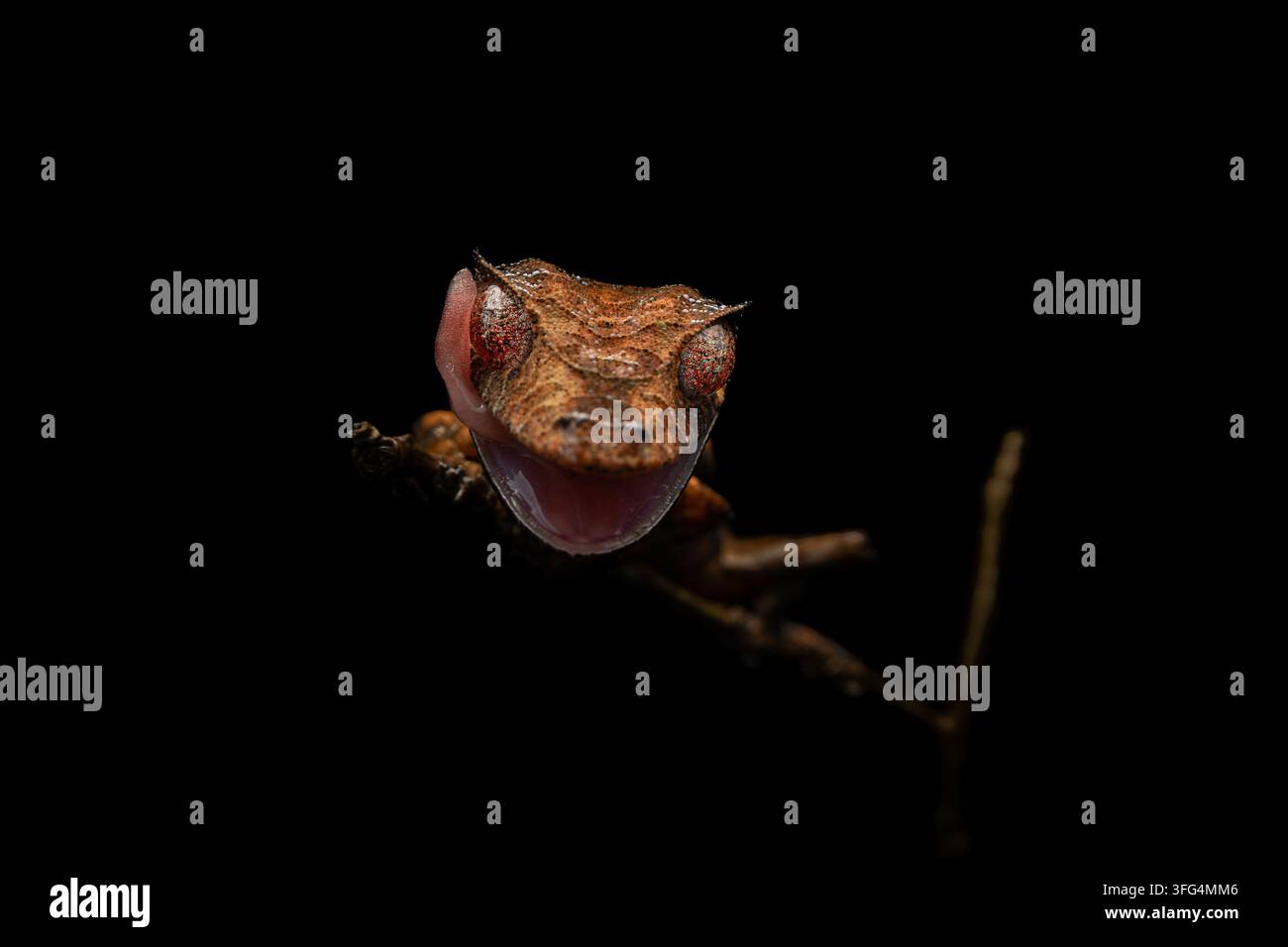 Ritratto ravvicinato di un geco dalla coda a forma di foglia satanico che si pulisce l'occhio con la sua lunga lingua sotto luce diffusa su sfondo scuro ad Analamazaotra Foto Stock
