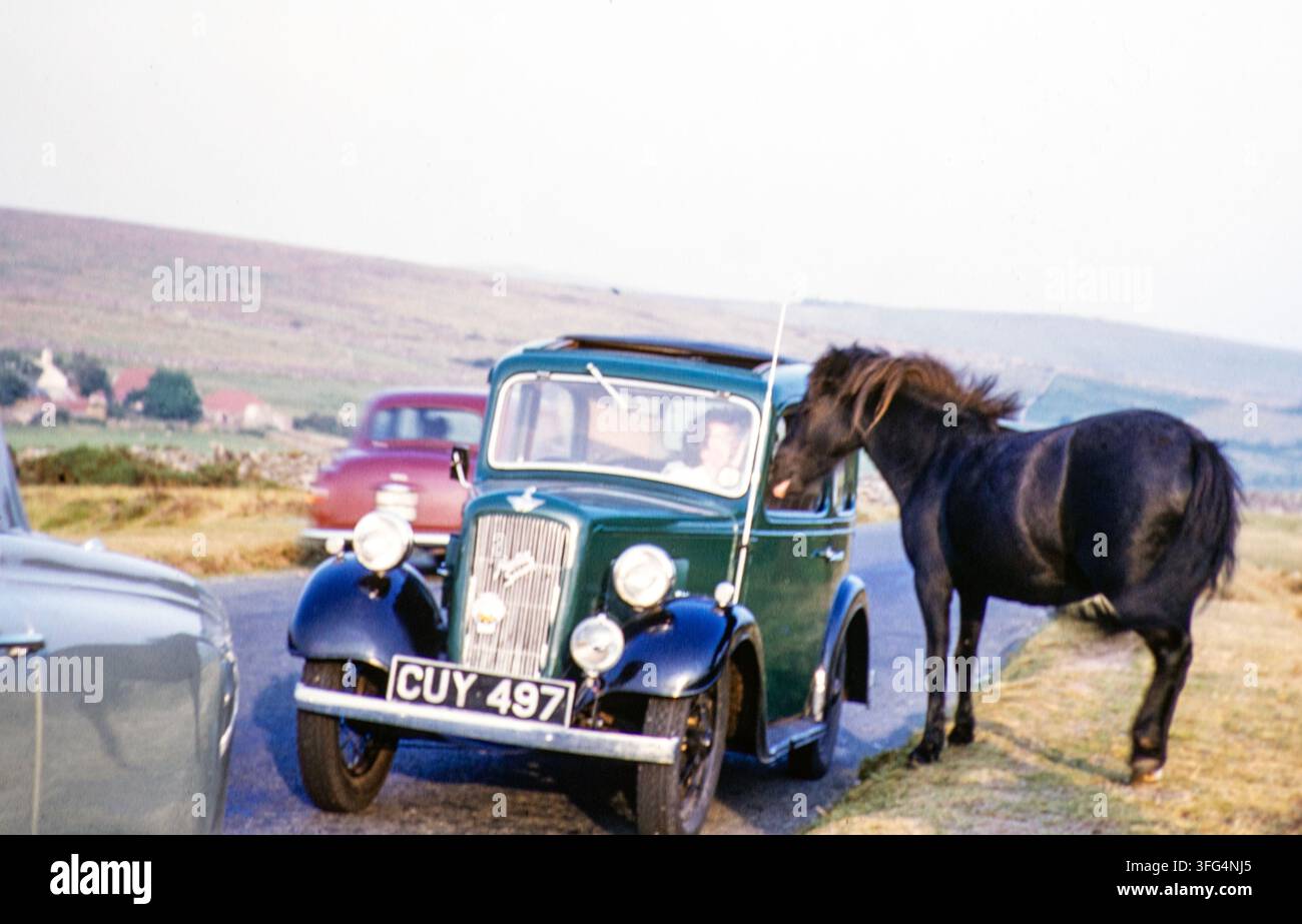 Donna che accarezza un pony delle brughiere da un'auto Austin 7 Ruby Saloon degli anni '30, Inghilterra, Regno Unito anni '60 NB) messa a fuoco scarsa Foto Stock
