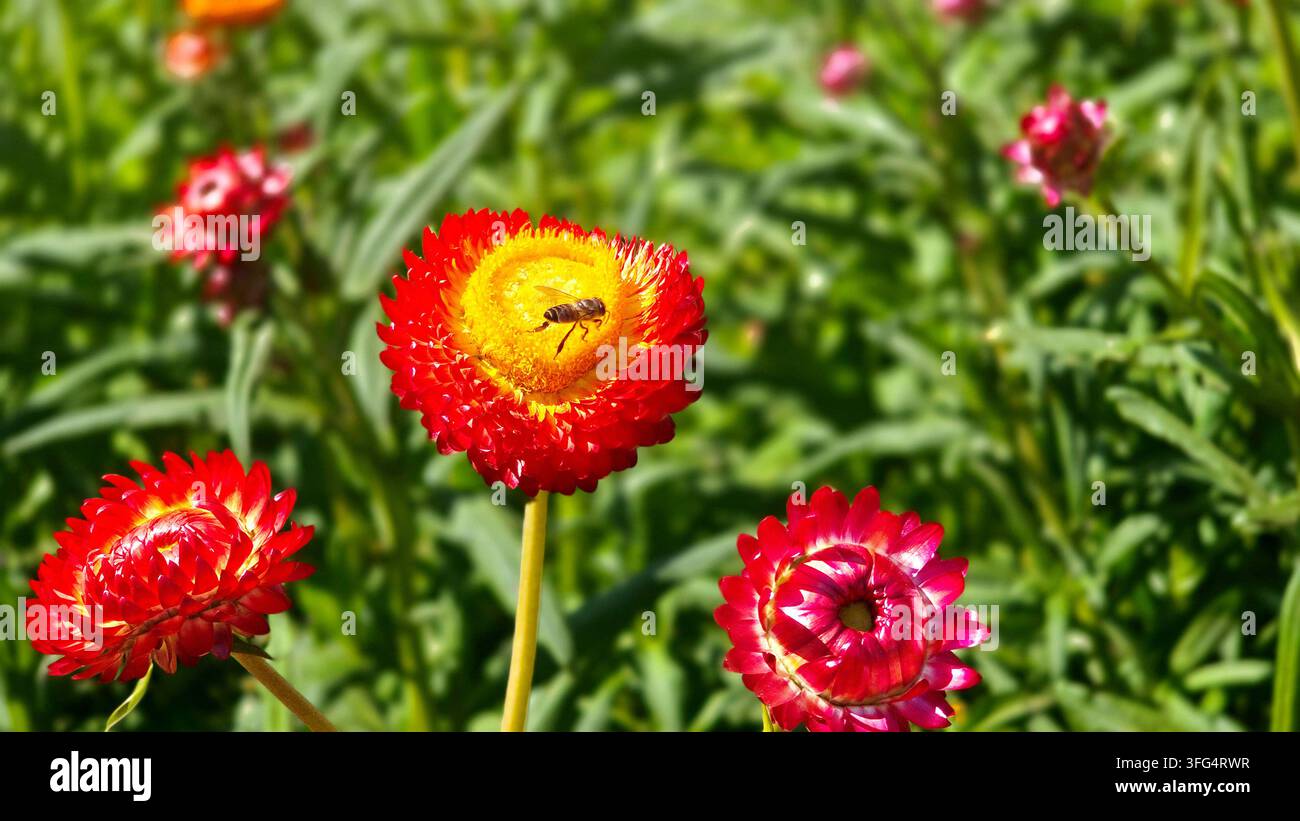Piccola ape che si nutre del centro dorato di un fiore di paglia rosso vivace alla luce del sole, circondata da fiori colorati e da una vegetazione verde lussureggiante in un giardino - Immagine stock catturata con smartphone