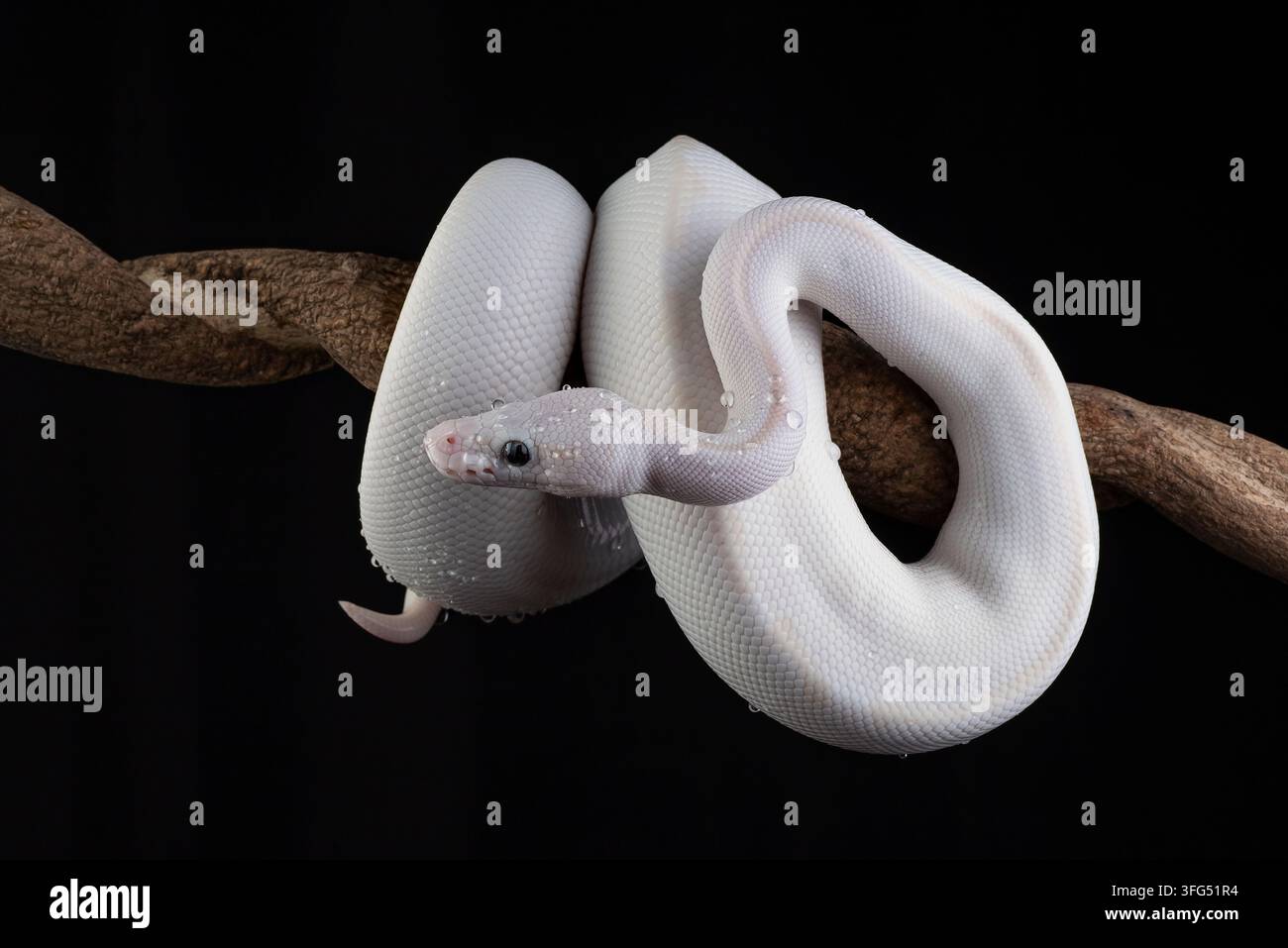 Serpente ball python leucistica bianca su un ramo Foto Stock