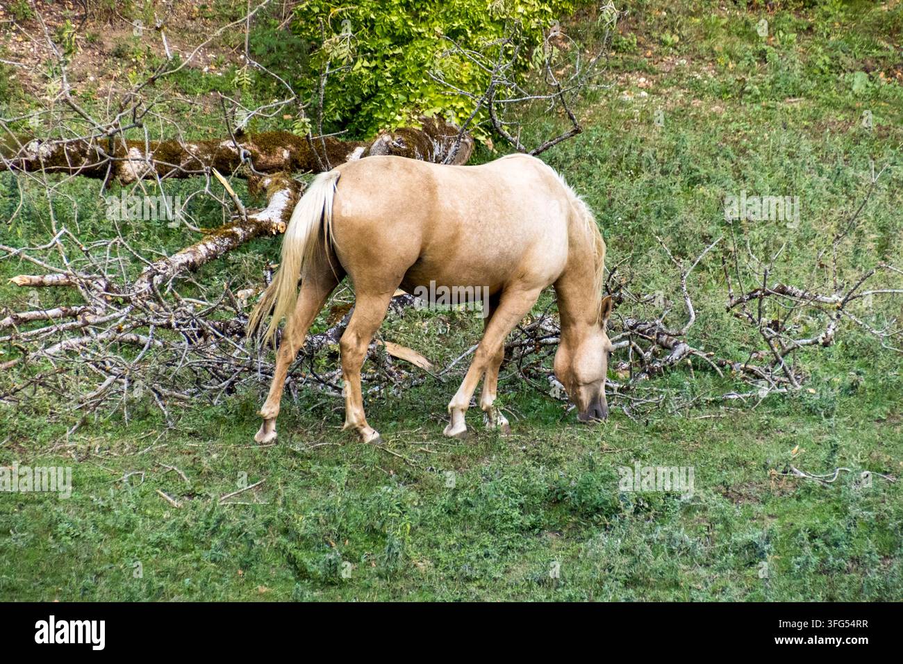 Marrone a cavallo al pascolo in un prato Foto Stock
