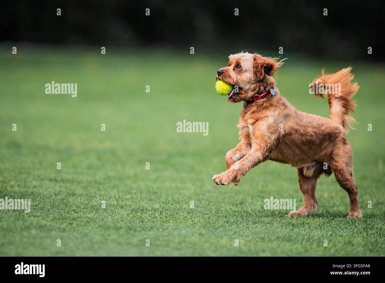 Cucciolo che gioca e corre su uno sfondo verde divertendosi Foto Stock