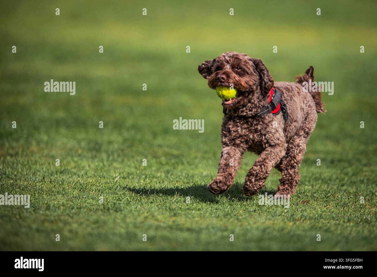 Cockapoo marrone che gioca a palla e verde con uno sfondo verde Foto Stock